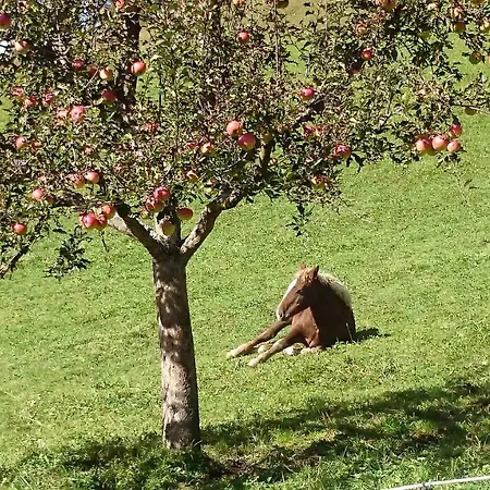 Musikhof Lexer Проживание в семье