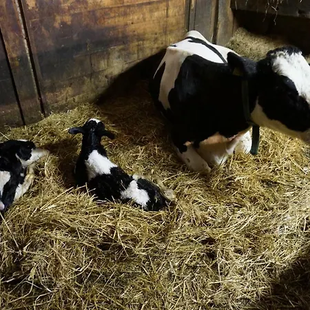 Musikhof Lexer * Liesing