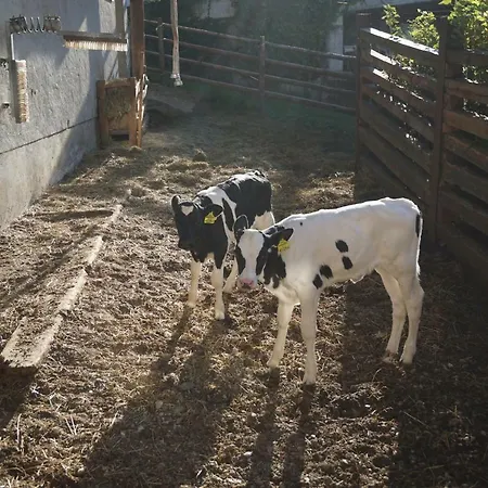 Musikhof Lexer Habitación en casa particular