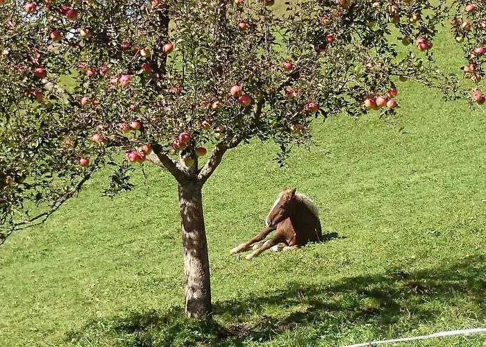 Musikhof Lexer Pansiyon