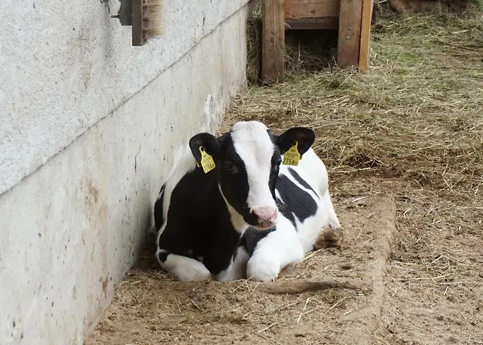 Musikhof Lexer Pansiyon