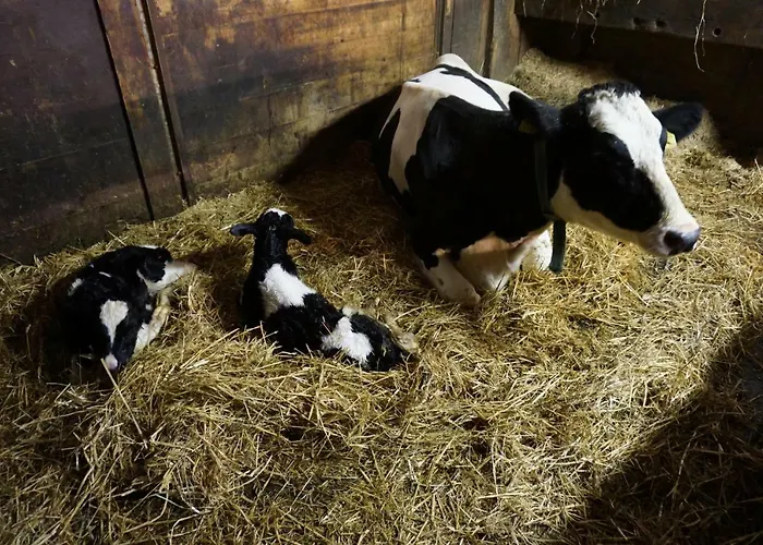 Musikhof Lexer * Лизинг