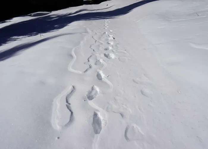 Проживание в семье Musikhof Lexer Лизинг