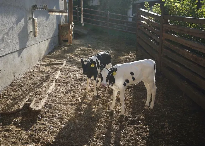 Musikhof Lexer Pansiyon